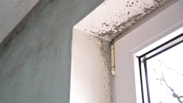 Mold Removal Process in Sheridan, OR