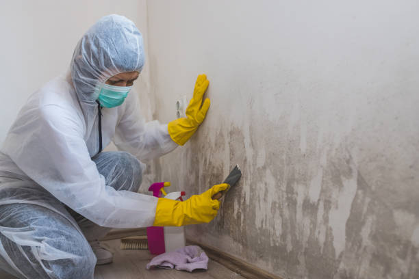 Best Mold Removal Process  in Sheridan, OR