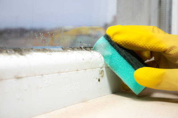 Attic Mold Removal in Sheridan, OR